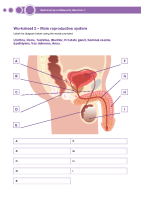 Worksheet 2 - Male reproductive system front page preview
              